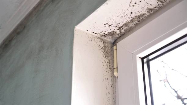 Best Attic Mold Removal  in Mountain Green, UT