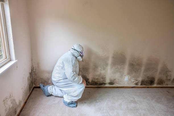 Forensic Mold Investigation in Mountain Green, UT